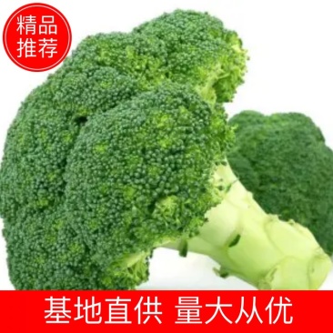 『店长推荐』精品西兰花大量上市,货源充足,欢迎全国客商