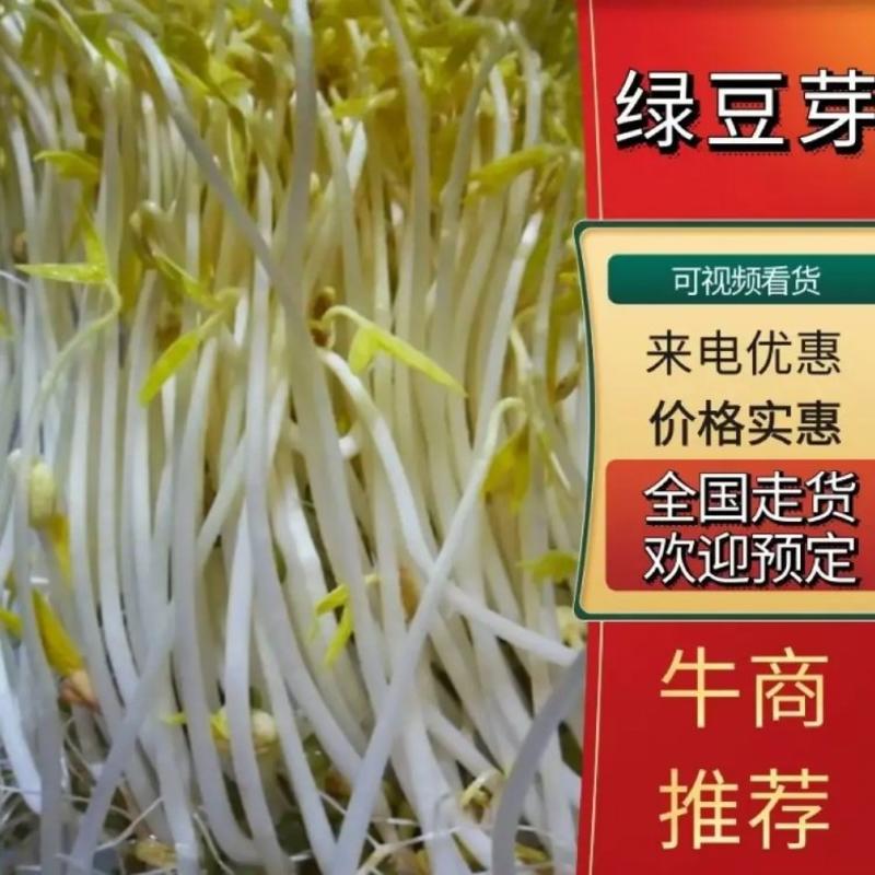 济宁精选绿豆芽批发普货精货定做一手货源价格优惠