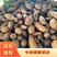 河南精品龙九红薯大量上市中基地直供品质保证欢迎选购