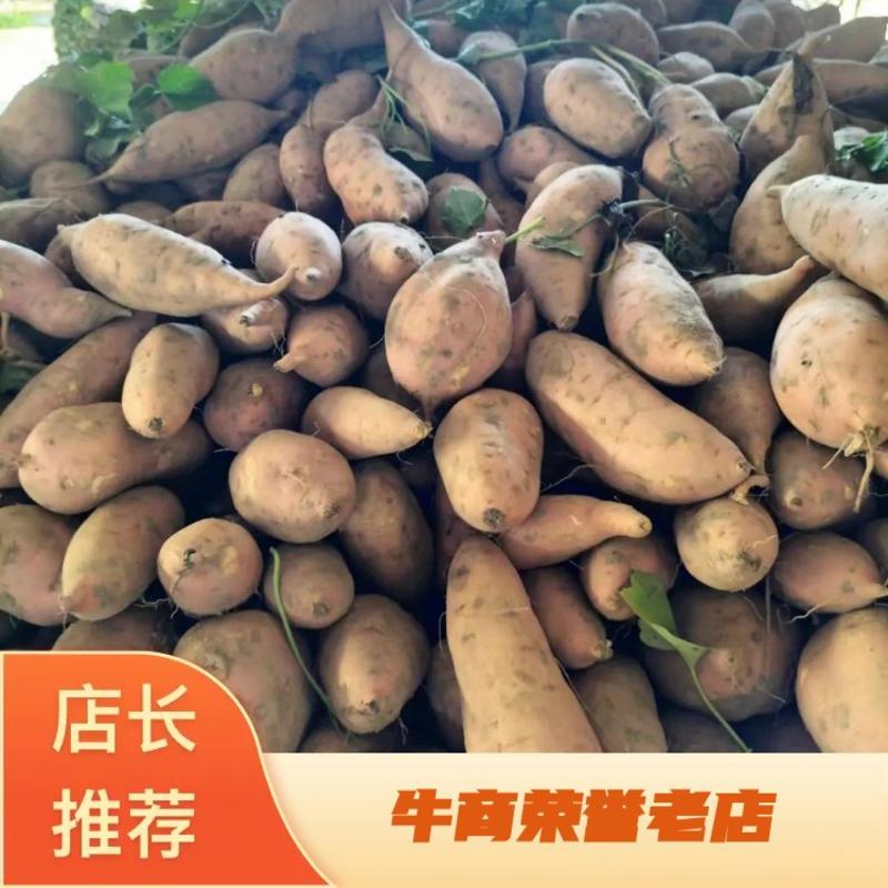河南精品龙九红薯大量上市中基地直供品质保证欢迎选购
