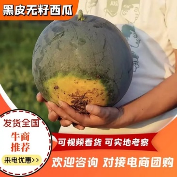 【优质】黑皮无籽西瓜红瓤无籽皮薄脆甜可实地验货视频看货