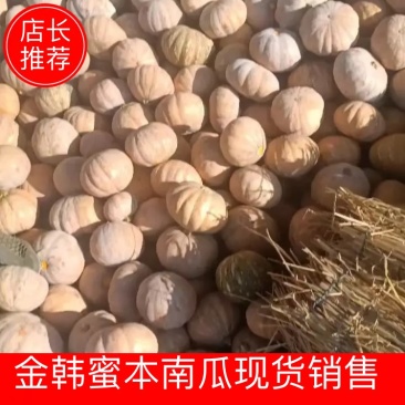 金韩蜜本南瓜大量上市！品种繁多！小金香！盘龙204
