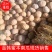 金韩蜜本南瓜大量上市！品种繁多！小金香！盘龙204