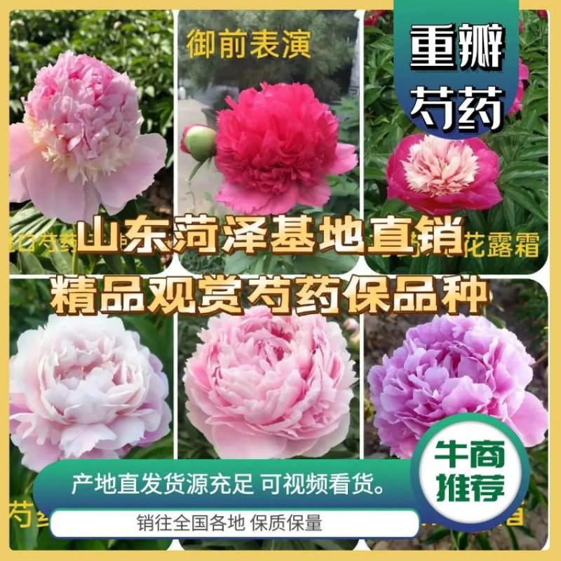 菏泽基地直销，芍药，精品观赏重瓣芍药，保品种保成活保品质