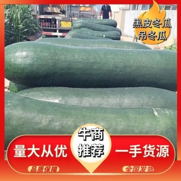 冬瓜短条黑皮冬瓜实力供应全国市场商超电商电话询价