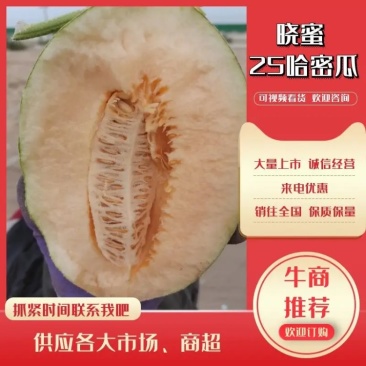 【荐】晓蜜25哈密瓜民勤产地发货一手货源实力供应市场商超