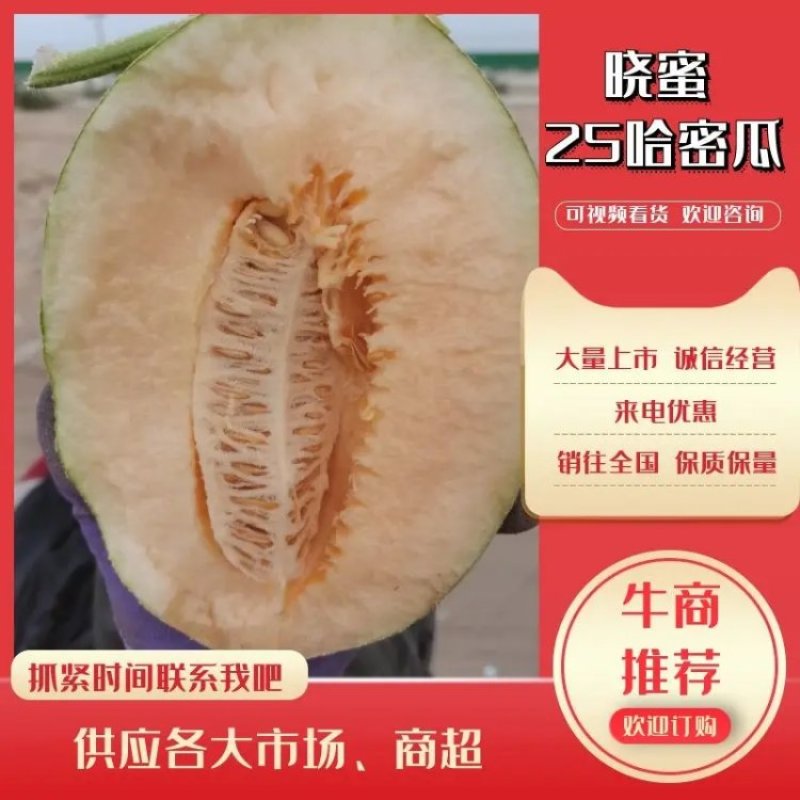 【荐】晓蜜25哈密瓜民勤产地发货一手货源实力供应市场商超