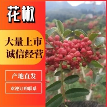 【优质】汉源花椒娃娃椒贡椒鲜花椒批发代发一手货源价格优惠