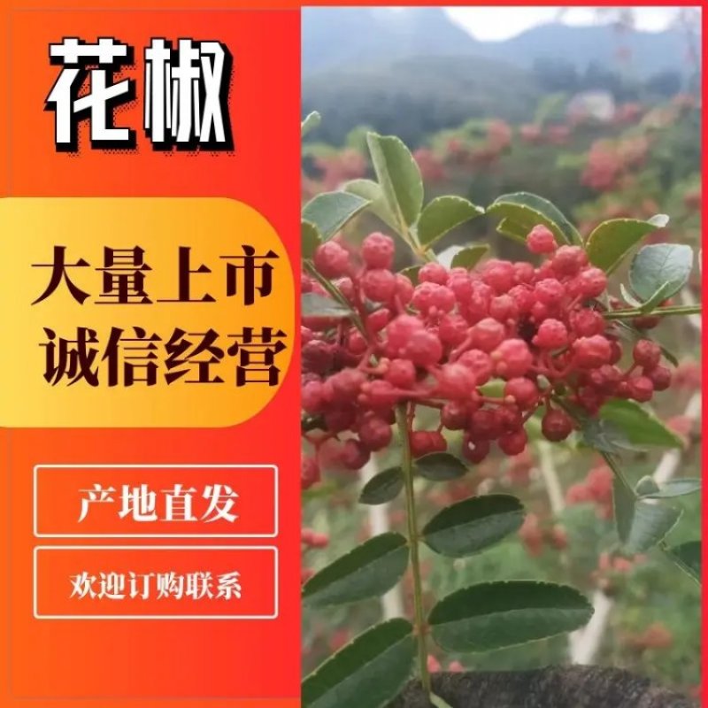 【优质】汉源花椒娃娃椒贡椒鲜花椒批发代发一手货源价格优惠