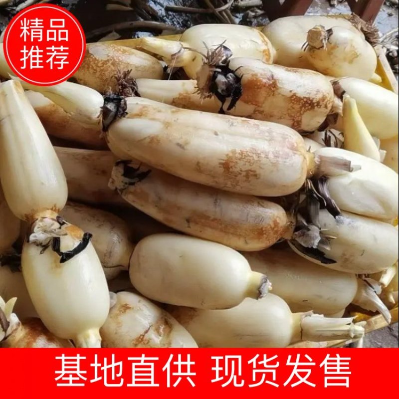 精品红三桥莲藕。基地供货，皮白，货好，价格优惠。