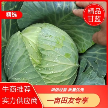 贵州包菜品质保证诚信经营欢迎联系接商超市场电商