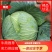 贵州包菜品质保证诚信经营欢迎联系接商超市场电商