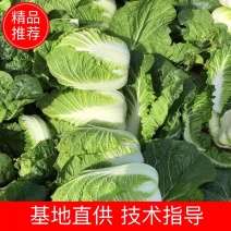 湖北长阳黄心大白菜大量供应视频看货代发全国品质保证