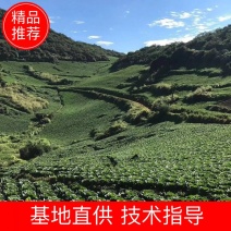 长阳高山黄心大白菜大量供应视频看货代发全国