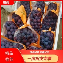 红夏黑葡萄，枣红色夏黑，大量有货。（果汁厂罐头厂也可用）