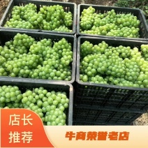 加工厂葡萄邯郸葡萄直供罐头厂酿酒加工果汁饮料耐运输易剥皮