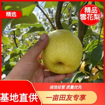 【精选】梨,雪花梨泸西高原梨基地直发口感脆甜