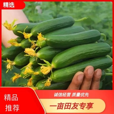 【精品水果黄瓜】山东菏水果黄瓜顶花带刺头茬黄瓜现摘现