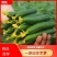 【精品水果黄瓜】山东菏水果黄瓜顶花带刺头茬黄瓜现摘现