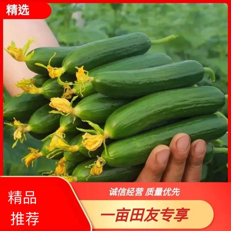 【精品水果黄瓜】山东菏水果黄瓜顶花带刺头茬黄瓜现摘现