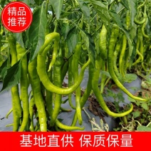 【二荆条】大量供应新鲜采摘甘肃陇南产地直发可致电