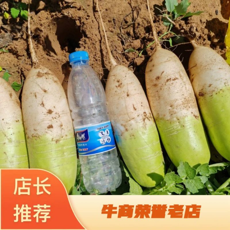 24年12月青萝卜，半青白萝卜，青头萝卜，南韩萝卜