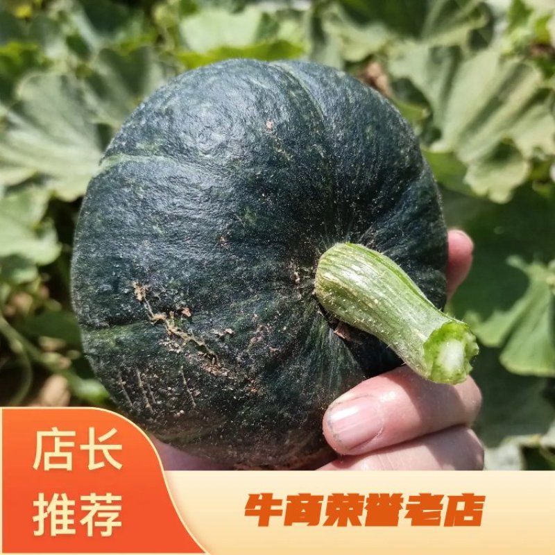 贝贝南瓜陕北内蒙交界处沙漠种植大量上市24年八月