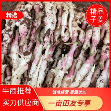 四川子姜品质保证诚信经营欢迎联系接商超市场电商