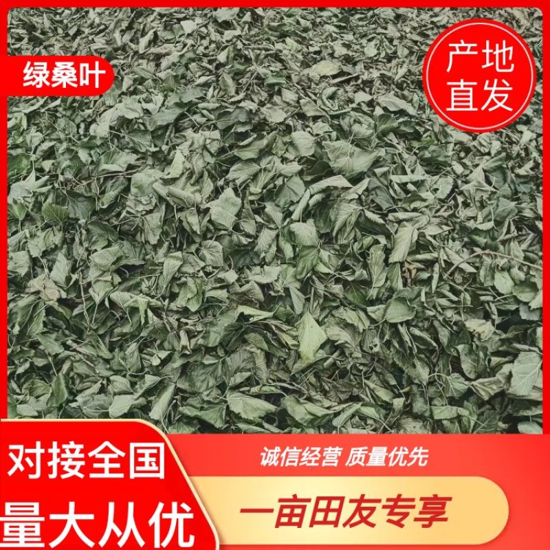 桑叶产地一手货源，质量保证，量大从优，原地发货，