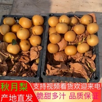 秋月梨🍐大量上市，质量好，价格低！批发零售电商均可