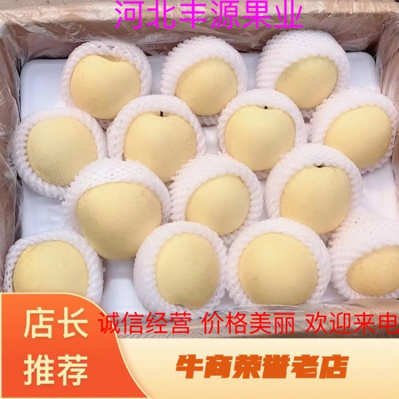 河北皇冠梨，大量现货供应，质量好，电商批发零售均可