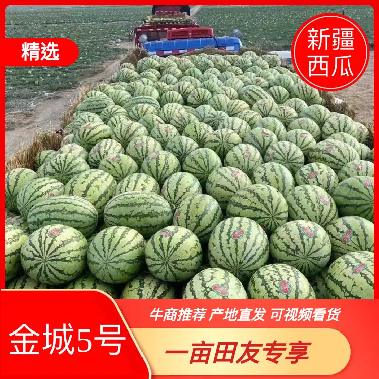 [金城5号西瓜批发]新疆昌吉呼图壁县西瓜 0.40元/斤[热卖] _ 一亩田