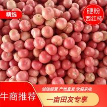 [热卖]山西西红柿硬粉西红柿番茄产地直发全国发货