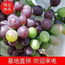 【推荐】天津玫瑰香葡萄大量上市，产地直发，一手货源