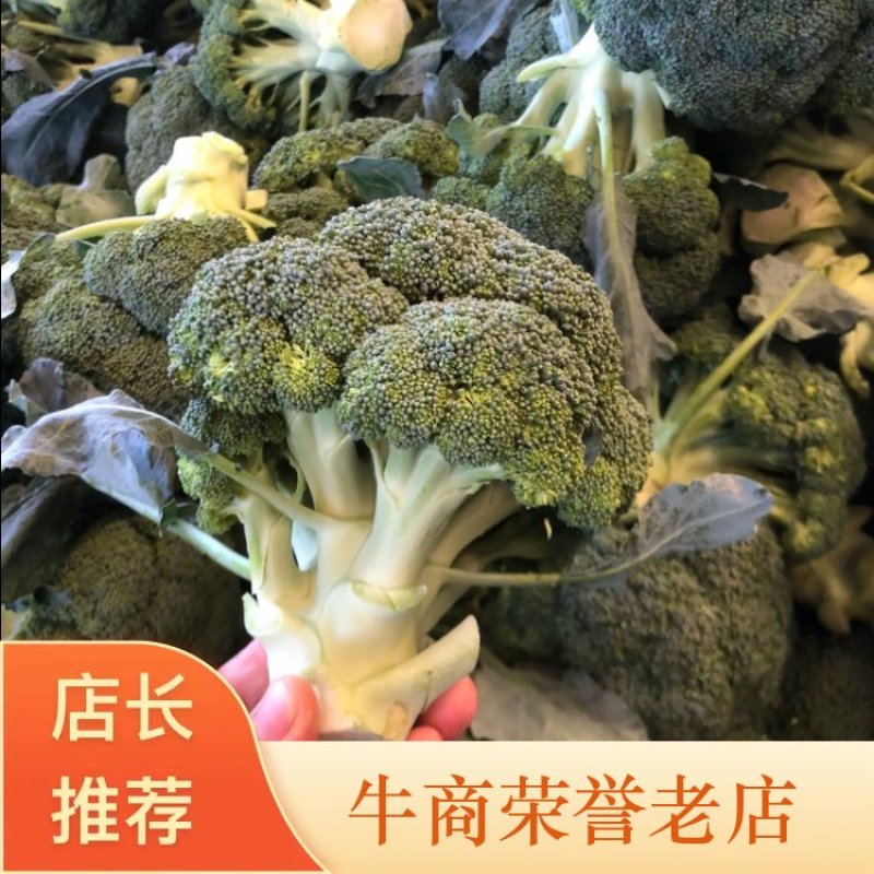【精品西兰花】河北西兰花品种齐全规格大量大从优