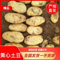 【精品】河北土豆产地一手货源实力代办一条路服务欢迎来电