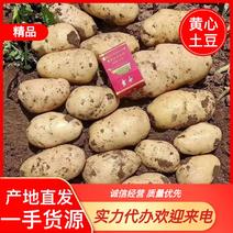 内蒙精品黄心土豆产地直发对接全国市场现货要的来电沟通
