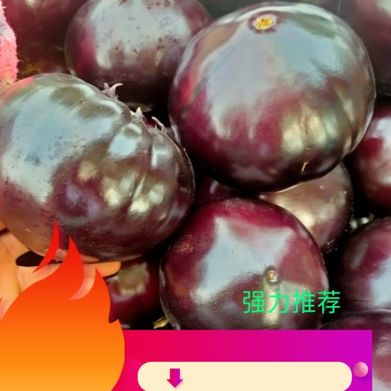 紫光圆茄