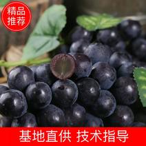 【降价了】夏黑葡萄陕西周至葡萄品质可靠可视频