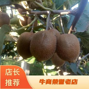 眉县绿色健康的精品许香弥猴桃，酸甜可口！