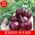 精品矮化乔化俄八大樱桃苗！口感脆甜，个头大！优惠供苗