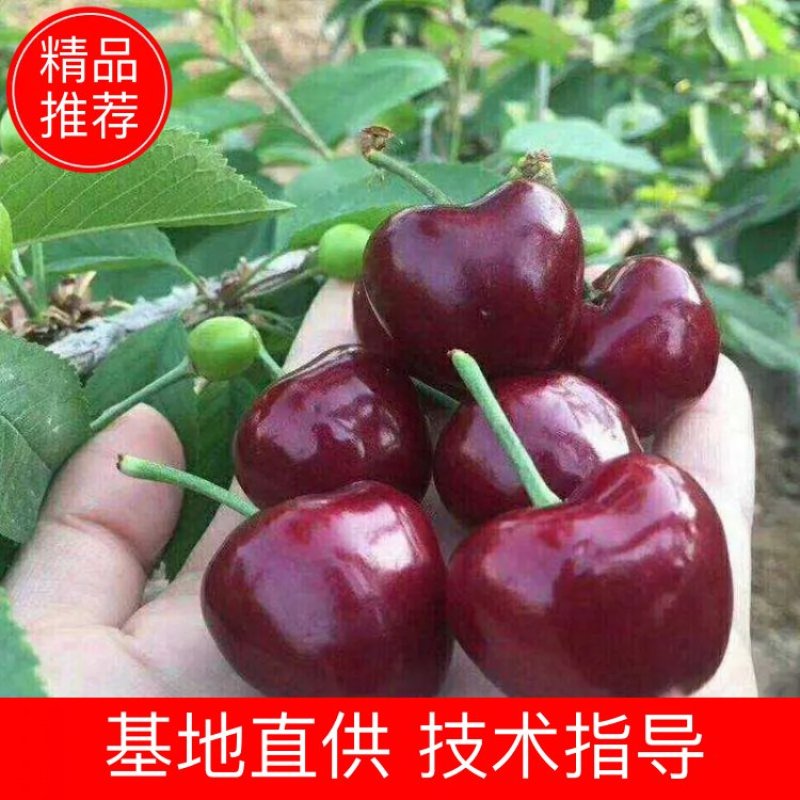 精品矮化乔化俄八大樱桃苗！口感脆甜，个头大！优惠供苗