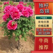 中国牡丹之都观赏牡丹独杆岛锦花王卷叶红进口品种