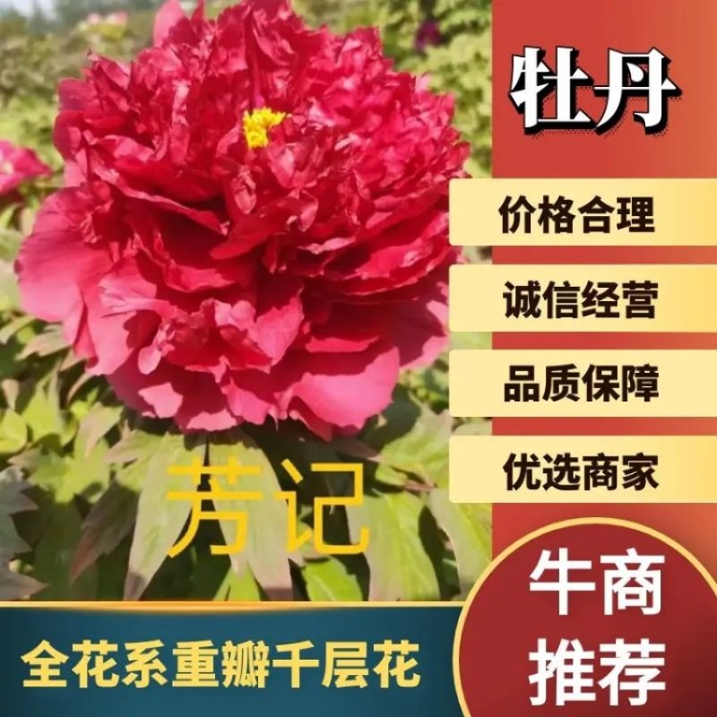 菏泽牡丹之都正宗观赏牡丹全花系重瓣千层花保品种保成活精品