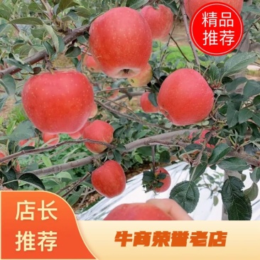绥中鲁力苹果，耐储藏，耐运输，货源充足，全国代发，视频看货！