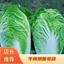 【黄心白菜】陕西白菜大白菜大量供应产地直发视频看货