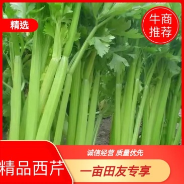 【西芹】陕北榆林市靖边县芹菜文图拉可散装装箱视频看货