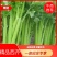 【西芹】陕北榆林市靖边县芹菜文图拉可散装装箱视频看货