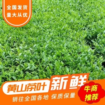黄山绿茶，优质茶叶，货量大货源充足，欢迎采购！