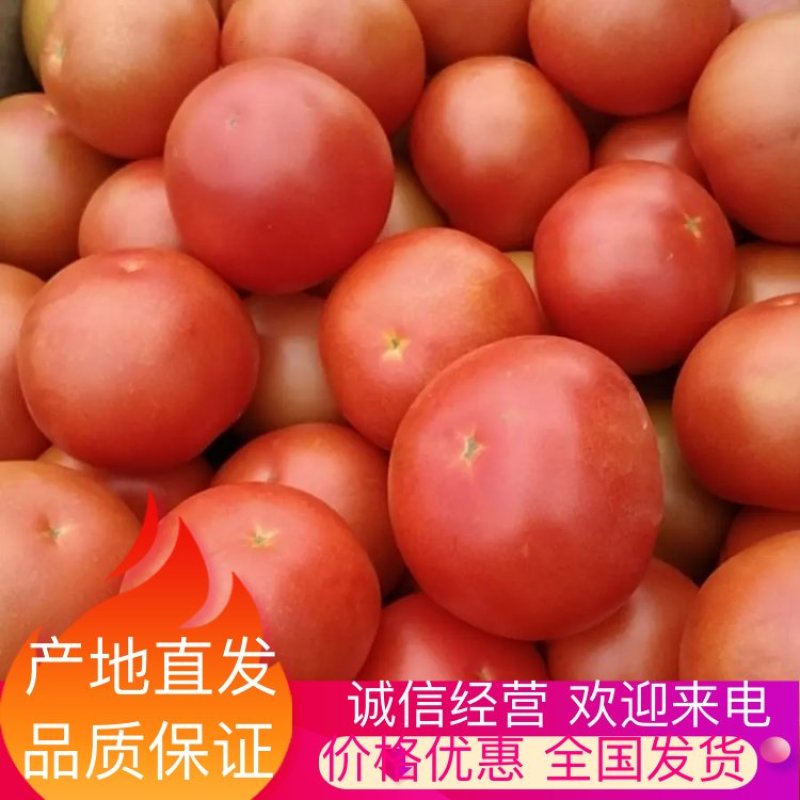 大红西红柿上市产地直发一手货源价格优惠支持视频看货